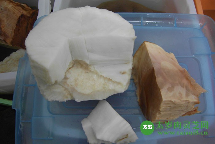 2022年太歲肉靈芝價格多少錢？