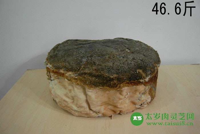 太歲肉靈芝是什么？